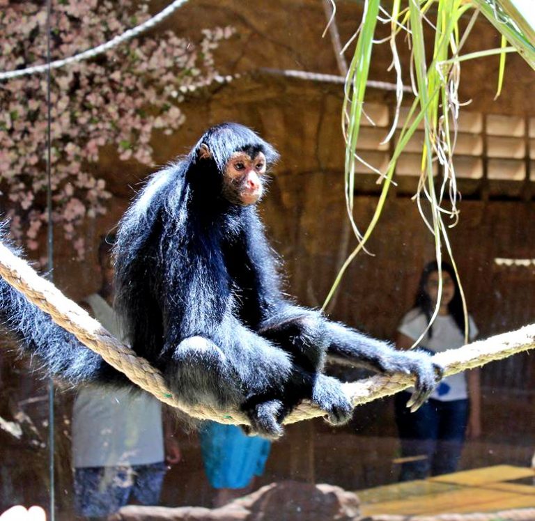Macaco Aranha