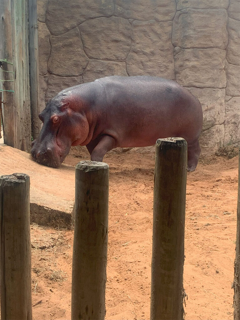 Hipopótamo